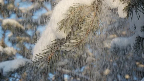 Snowy pine branches close up in December during snowfall. Coniferous snowy tr Stock Footage 166200555
