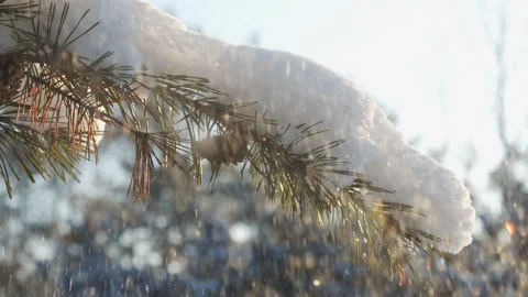 Snowy pine branches close up in December during snowfall. Coniferous snowy tr Stock Footage 219863955