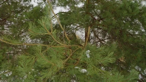 Snowy Pine Branches With Green Needles Close-Up On Evergreen Tree In Winter Fore Stock Footage 330645095
