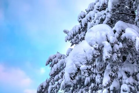 Snowy Pine Branches Stock Photos