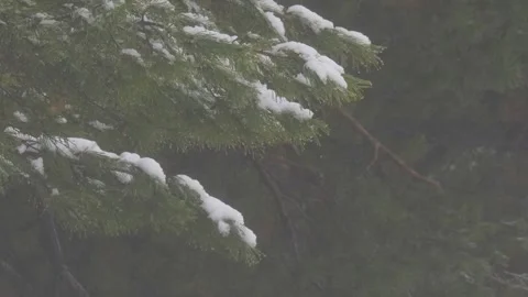 Snowy pine branches sway in the wind Stock Footage 301806495