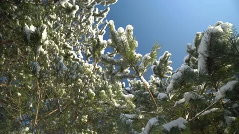 Snowy pine branches turning around Video stock 231559050