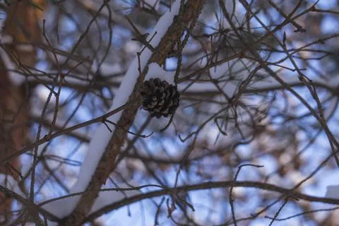 Snowy pine cone on a blurred background Stock Photos