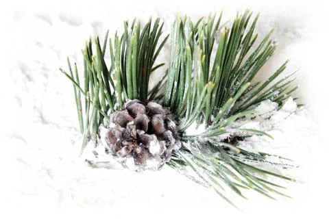 Snowy Pine Cone Stock Photos