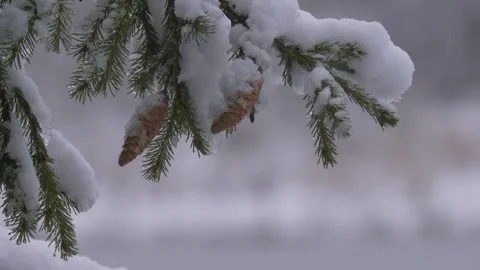 Snowy pine cones and needles Stock Footage 301807413