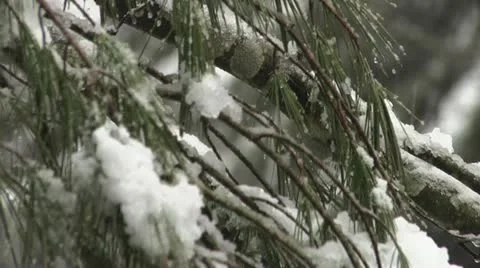 Snowy Pine Vidéo 20495957