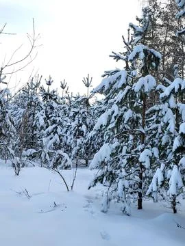 Snowy Pine Forest After Snowfall Stock Photos
