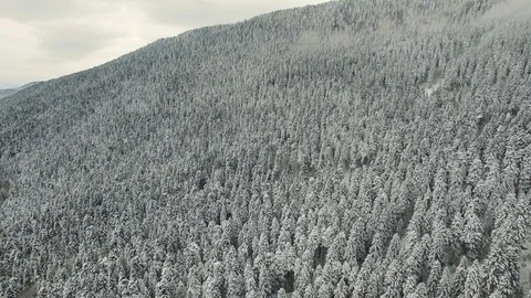 Snowy Pine Forest and Mountain 4K Aerial Clip Captured Witk Drone Cam Stock Footage 71590339