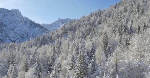 Snowy Pine Forest And The Mountains Behind Shot With Drone Stock Footage 70989227