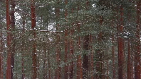 Snowy Pine Forest Background With Snowfall Stock Footage 325669407