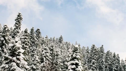 Snowy pine forest canopy moving gently in wind under clear blue sky during .. Vidéo 318356726
