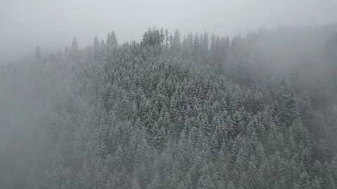 Snowy Pine Forest Covered in Thick Fog Stock Footage 300507006
