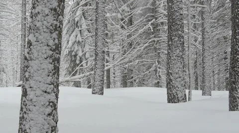 Snowy Pine Forest Stock Footage 2565569