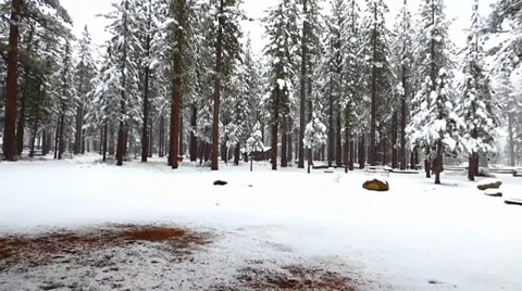 Snowy Pine Forest Video stock 38491243