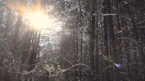 Snowy Pine Forest Stock Footage 89165778