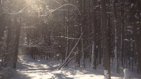 Snowy Pine Forest Stock Footage 89165941