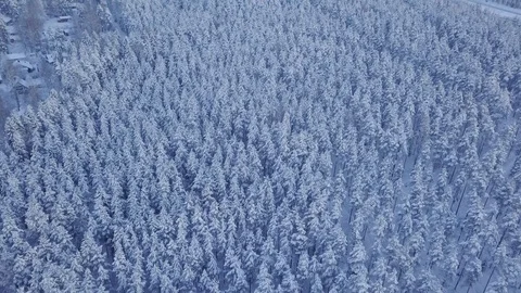 Snowy pine forest Stock Footage 107673705