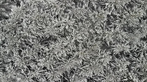 Snowy Pine Forest Stock Footage 124890646