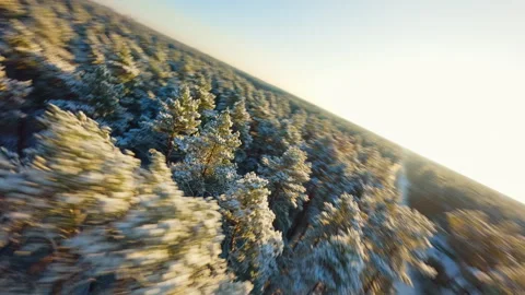 Snowy pine forest glowing with sunset hues, moving dynamically through golden Stock Footage 306385088