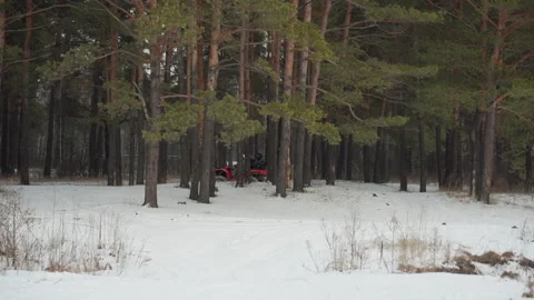 Snowy pine forest hiding red atv, distant rider glimpsed between trunks, tire Stock Footage 334784848