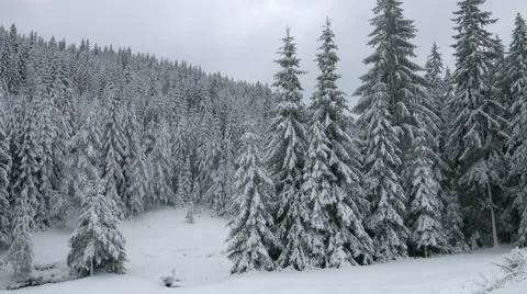 Snowy Pine Forest - Landscape Stock Footage 61318429