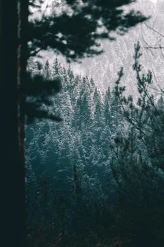 Snowy pine forest makes beautiful scenery. Stock Photos
