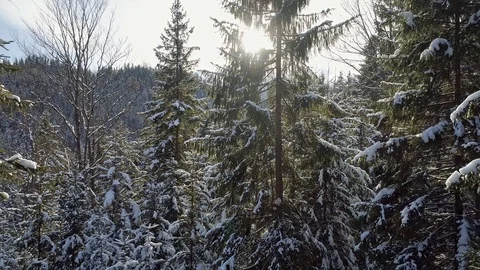 Snowy pine forest penetrated by the rays of morning sun. 4K, UHD Stock-Footage 98606662