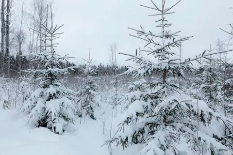Snowy pine forest Stock Photos