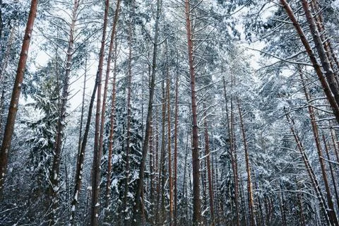 Snowy pine forest Stock Photos