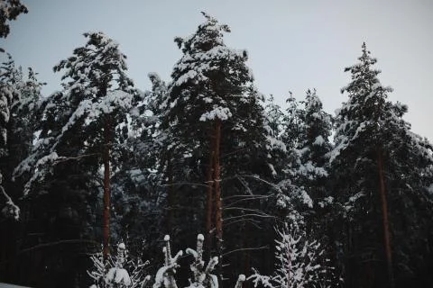 Snowy pine forest. Foto stock