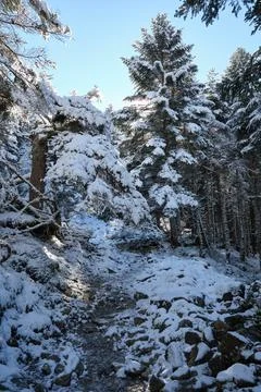 Snowy pine forest Foto stock