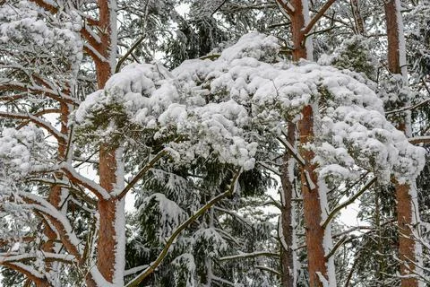 Snowy pine forest Stock Photos