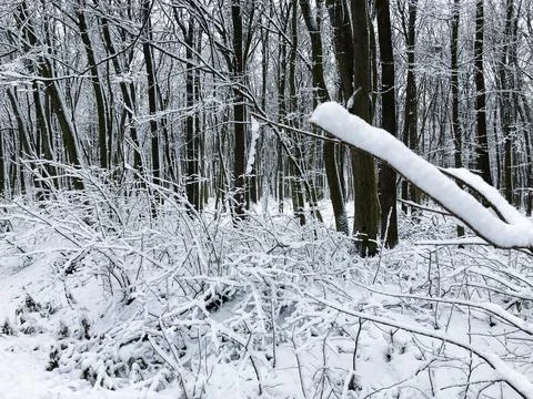 Snowy pine forest Stock Photos