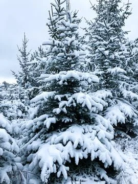 Snowy pine forest Stock Photos