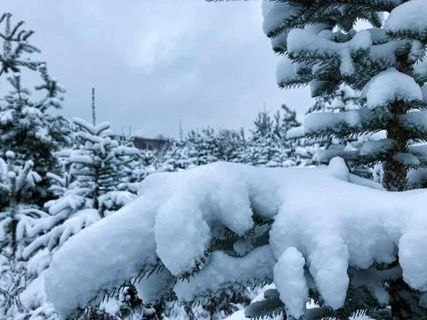 Snowy pine forest Stock Photos