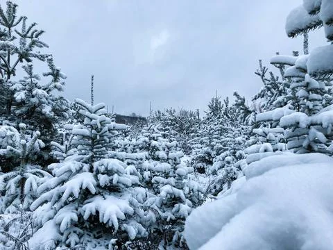 Snowy pine forest Stock Photos
