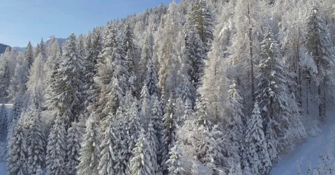 Snowy Pine Forest Shot From The Above With The Drone Stock Footage 70987970