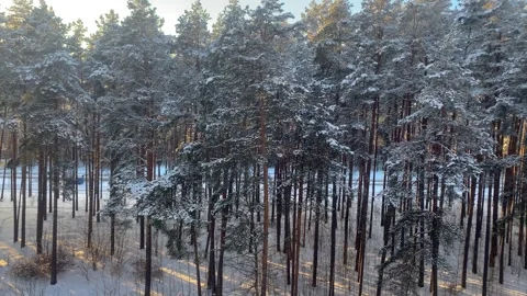Snowy pine forest with tall trees casting long shadows on the white ground Video stock 339096910