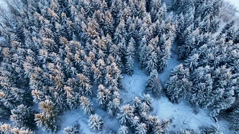 Snowy pine forest under soft sunlight in winter Stock Footage 297054747