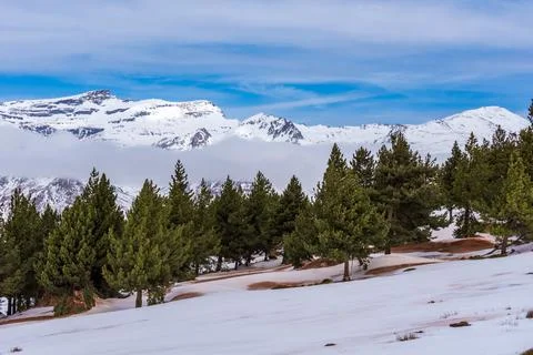 Snowy pine forest in the upper area of Sierra Nevada, with the summit of Vele Stock Photos