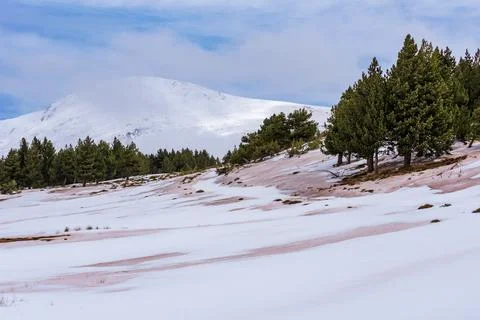 Snowy pine forest in the upper area of Sierra Nevada, with the summit of Vele Stock Photos
