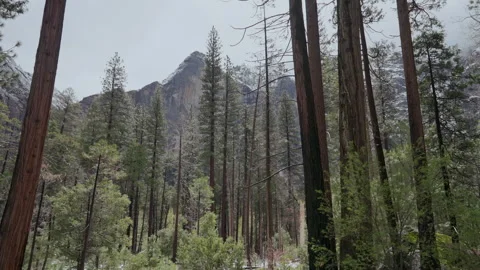 Snowy pine forest walk below misty granite cliffs in Yosemite Valley Stock-Footage 347988741