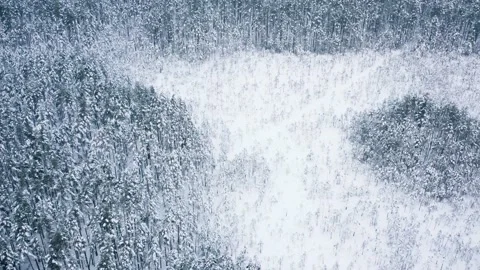 Snowy pine forest on winter day Stock Footage 238454092