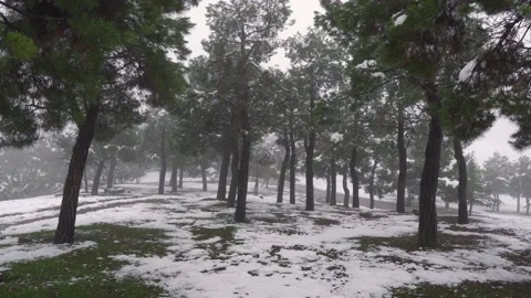 Snowy Pine Forest In Winter Stock Footage 221770187