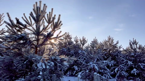 Snowy pine forest. Winter forest with snow covered trees. Stock Footage 227774324