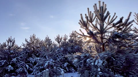 Snowy pine forest. Winter forest with snow covered trees. Stock Footage 253981304