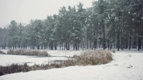Snowy Pine Forest Winter Landscape. Stock Footage 306651377
