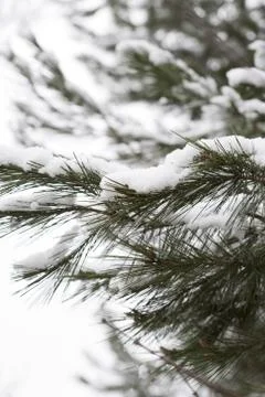 Snowy pine Foto stock