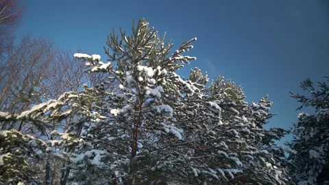 Snowy pine tree with a blue sky Video stock 230916608