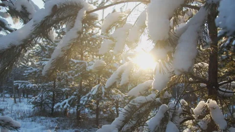 Snowy pine tree branches  close-up in December while sunset. Coniferous snowy Stock Footage 164725496